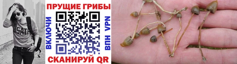 Псилоцибиновые грибы мицелий где купить наркотик Комсомольск